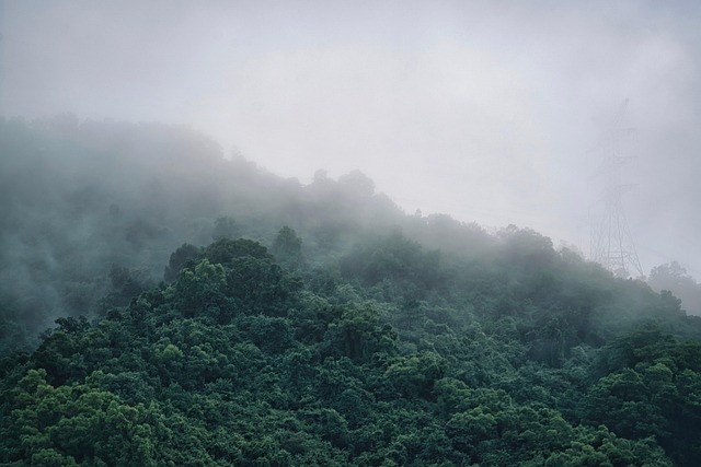 Amazon Deforestation Hits Eight-Year Low, But Degradation Threat Looms - deforestation and reforestation