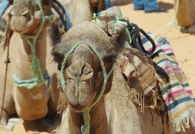 Satellite monitoring of desert greening progress