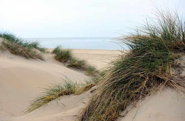 Native desert plants and drought-resistant vegetation