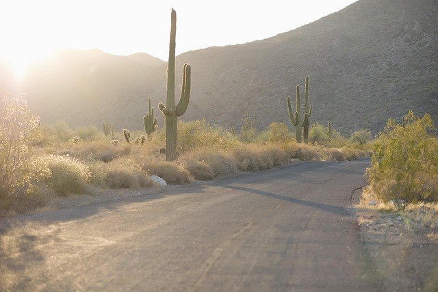 Overcoming challenges in desert greening