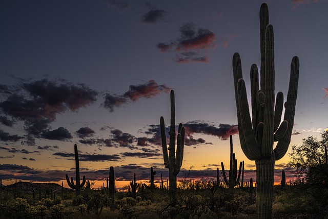 Desert greening project showing transformed arid landscape