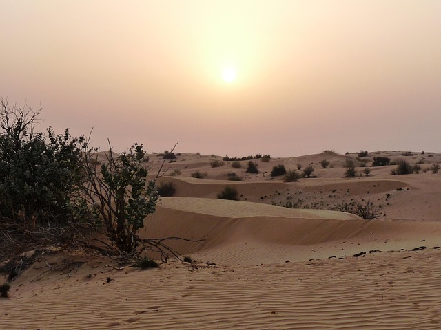 Sand dune stabilization techniques