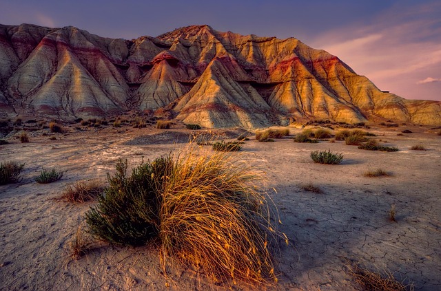Native desert plants and drought-resistant vegetation