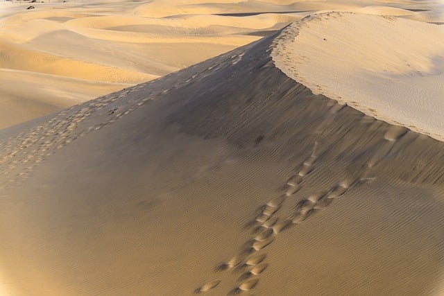 Native desert plants and drought-resistant vegetation