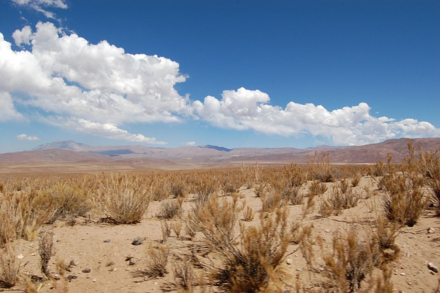 Desert greening project showing transformed arid landscape