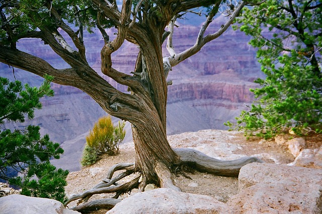 Native desert plants and drought-resistant vegetation