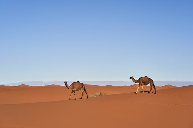 Desert greening project showing transformed arid landscape