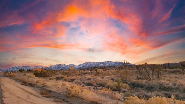 Native desert plants and drought-resistant vegetation
