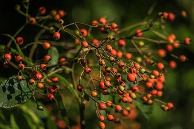 Trees and Climate Change