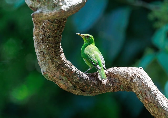 Urban Wood Circular Economy