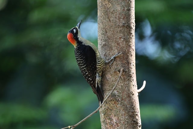 Ecosystem Services and Valuation