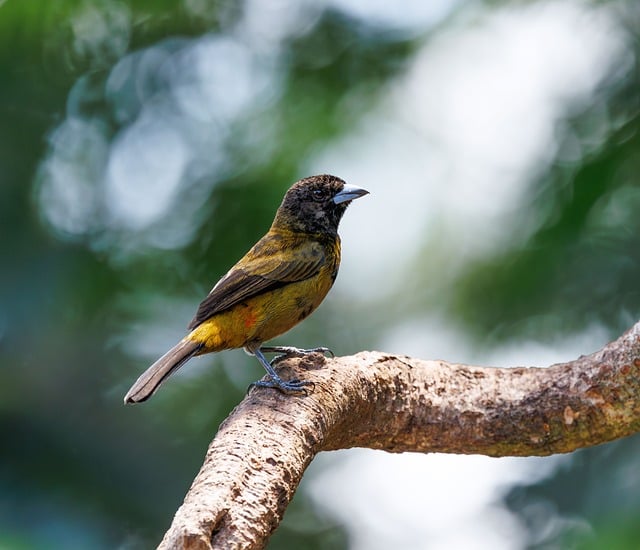 Species Selection and Climate Adaptation