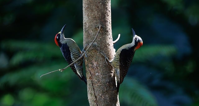 Root Systems and Soil Science