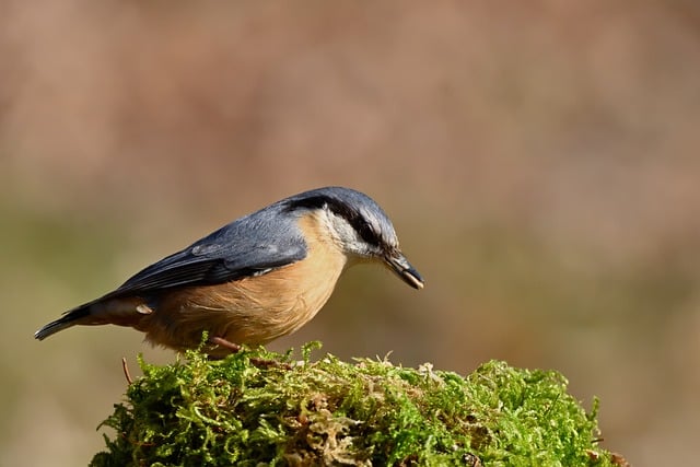 Urban Forests