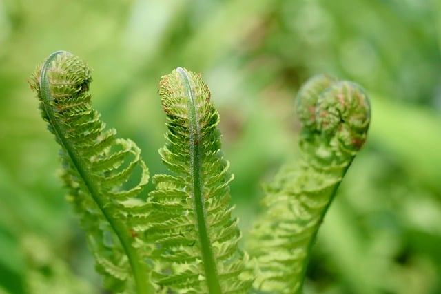 Desert Greening