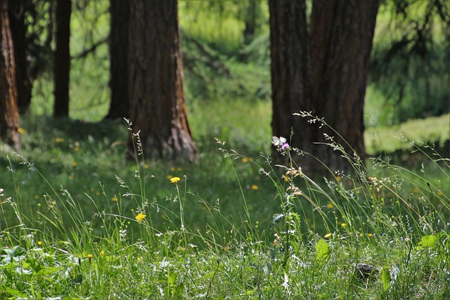 Satellite NDVI image showing forest health and vegetation density