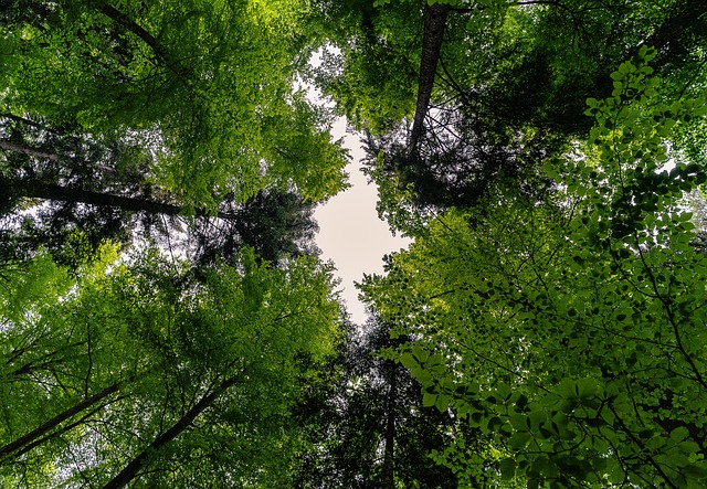 Satellite NDVI image showing forest health and vegetation density