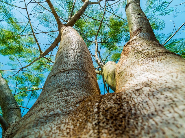 Forest carbon stock measurement using satellite remote sensing