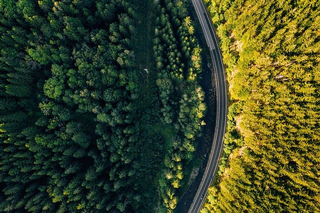 Satellite tracking of reforestation and forest restoration progress