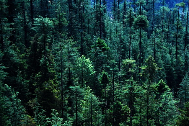 Forest carbon stock measurement using satellite remote sensing