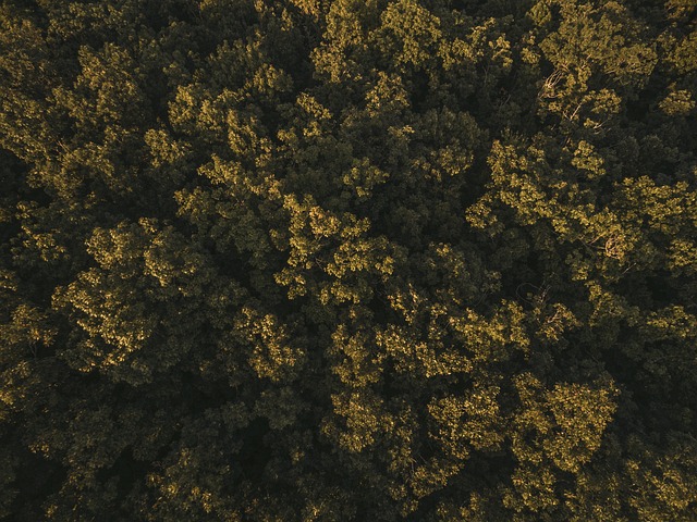 Satellite habitat map showing forest biodiversity and ecosystem connectivity