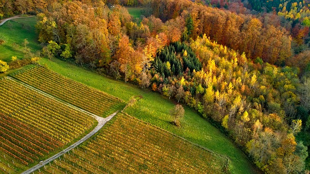 Satellite tracking of reforestation and forest restoration progress