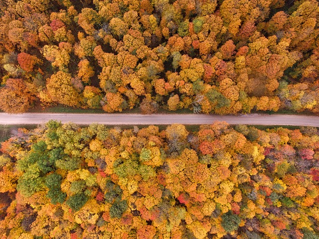 Satellite imagery detecting deforestation and forest loss