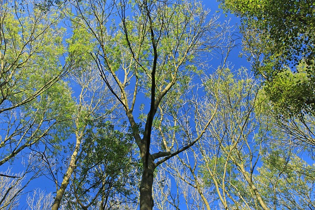 LiDAR 3D point cloud map of forest structure and canopy height
