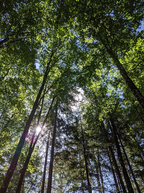 Satellite tracking of reforestation and forest restoration progress