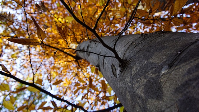 Data analytics dashboard for satellite forest monitoring