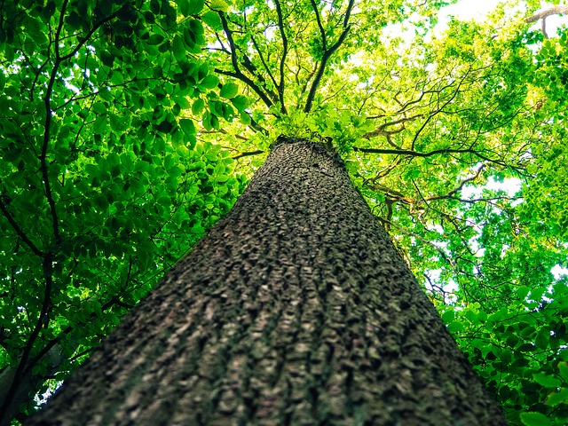 Satellite imagery detecting deforestation and forest loss