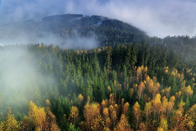 LiDAR 3D point cloud map of forest structure and canopy height