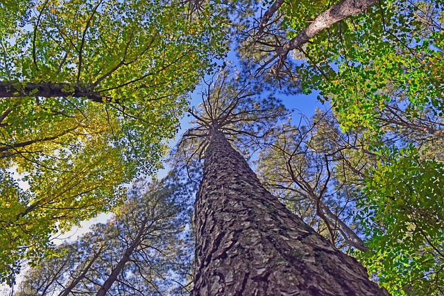 Satellite tracking of reforestation and forest restoration progress