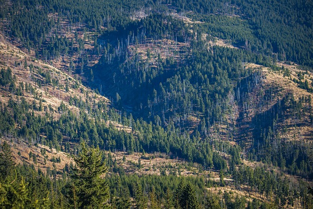 Satellite NDVI image showing forest health and vegetation density