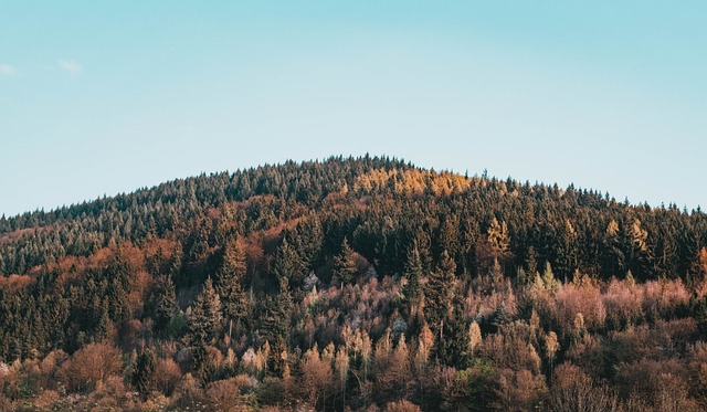 Forest carbon stock measurement using satellite remote sensing