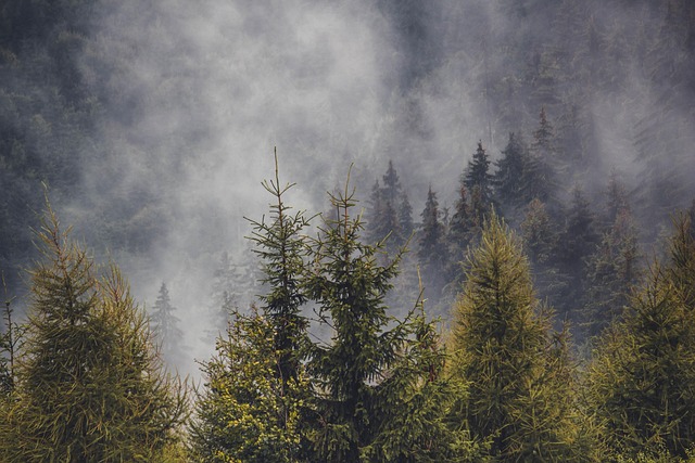 Satellite tracking of reforestation and forest restoration progress