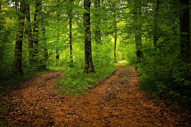 Data analytics dashboard for satellite forest monitoring