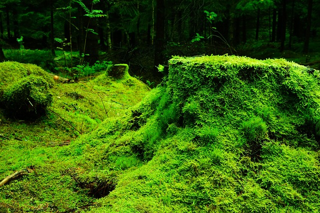 Satellite imagery detecting deforestation and forest loss