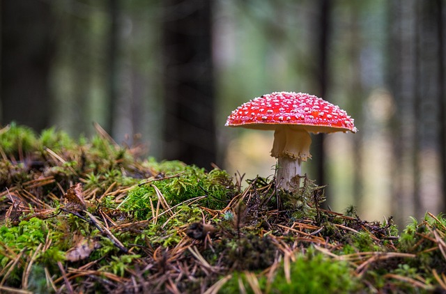 LiDAR 3D point cloud map of forest structure and canopy height
