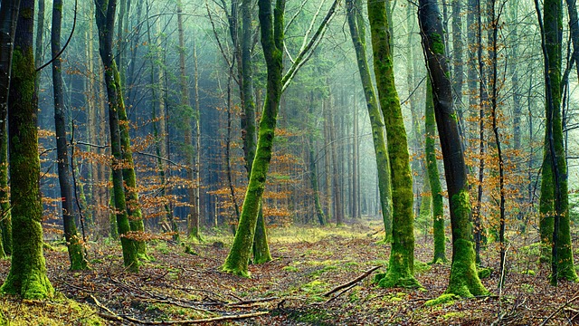 Satellite tracking of reforestation and forest restoration progress