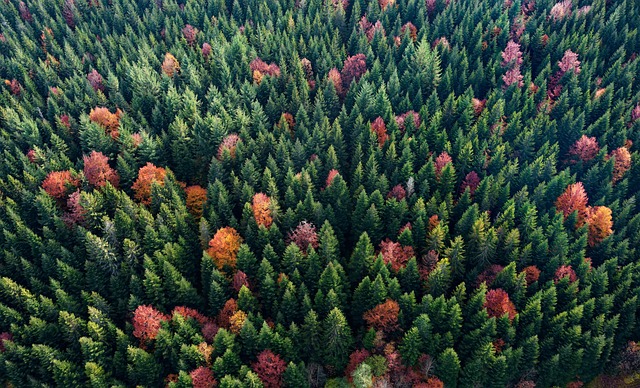 Greek Researchers Develop First National Satellite Forest Monitoring System - satellite monitoring tree conservation