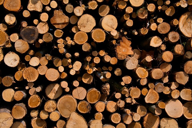 Greek Researchers Launch First National Satellite Forest Monitoring System - satellite monitoring tree conservation
