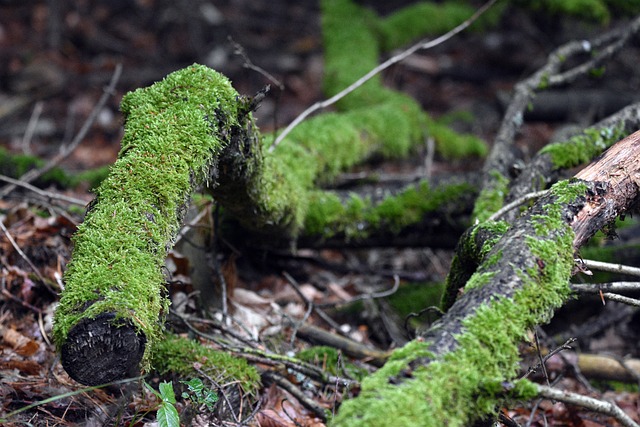 How Long Trees Are Meant to Live