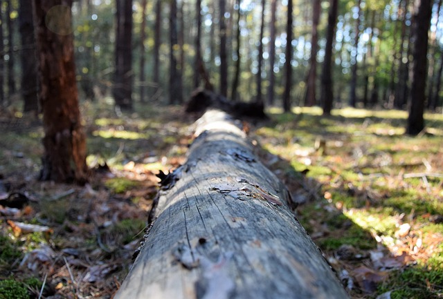 The Hidden Role of Soil in Tree Survival