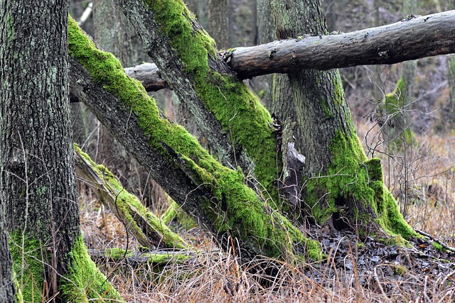Water Availability and the Slow Economics of Trees