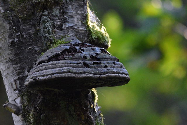 The Hidden Role of Soil in Tree Survival