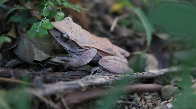 Fungal Networks and Underground Cooperation