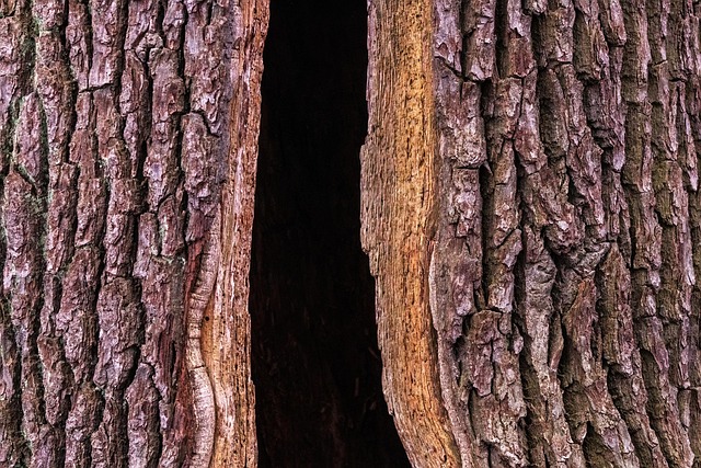 How Long Trees Are Meant to Live