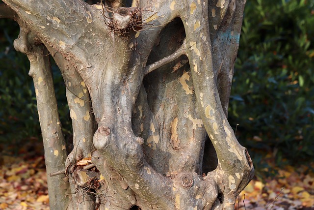 Water Availability and the Slow Economics of Trees