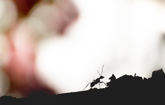 Water Availability and the Slow Economics of Trees